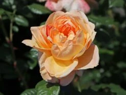 Nostalgie®-Edelrose 'Capri' ® -Angebote Blumen Takt Store nostalgie edelrose capri m094369 w 5