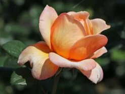 Nostalgie®-Edelrose 'Capri' ® -Angebote Blumen Takt Store nostalgie edelrose capri m094369 w 7