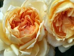 Nostalgie®-Edelrose 'Capri' ® -Angebote Blumen Takt Store nostalgie edelrose capri m094369 w 8