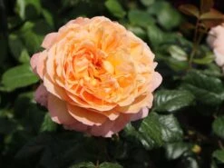 Nostalgie®-Edelrose 'Capri' ® -Angebote Blumen Takt Store nostalgie edelrose capri m094369 w 9