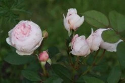 Nostalgie®-Edelrose 'Charming Piano' ® -Angebote Blumen Takt Store nostalgie edelrose charming piano m080635 957317 0