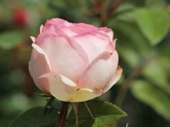 Nostalgie®-Edelrose 'Charming Piano' ® -Angebote Blumen Takt Store nostalgie edelrose charming piano m080635 w 0