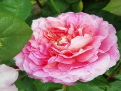 Nostalgie®-Edelrose 'Eisvogel' ® -Angebote Blumen Takt Store nostalgie edelrose eisvogel m101958 651255 1