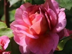 Nostalgie®-Edelrose 'Eisvogel' ® -Angebote Blumen Takt Store nostalgie edelrose eisvogel m101958 w 2