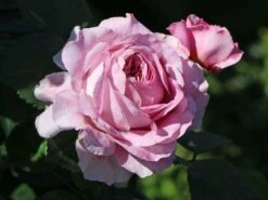 Nostalgie®-Edelrose 'Eisvogel' ® -Angebote Blumen Takt Store nostalgie edelrose eisvogel m101958 w 3