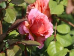 Nostalgie®-Edelrose 'Eisvogel' ® -Angebote Blumen Takt Store nostalgie edelrose eisvogel m101958 w 8