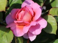 Nostalgie®-Edelrose 'Eisvogel' ® -Angebote Blumen Takt Store nostalgie edelrose eisvogel m101958 w 9