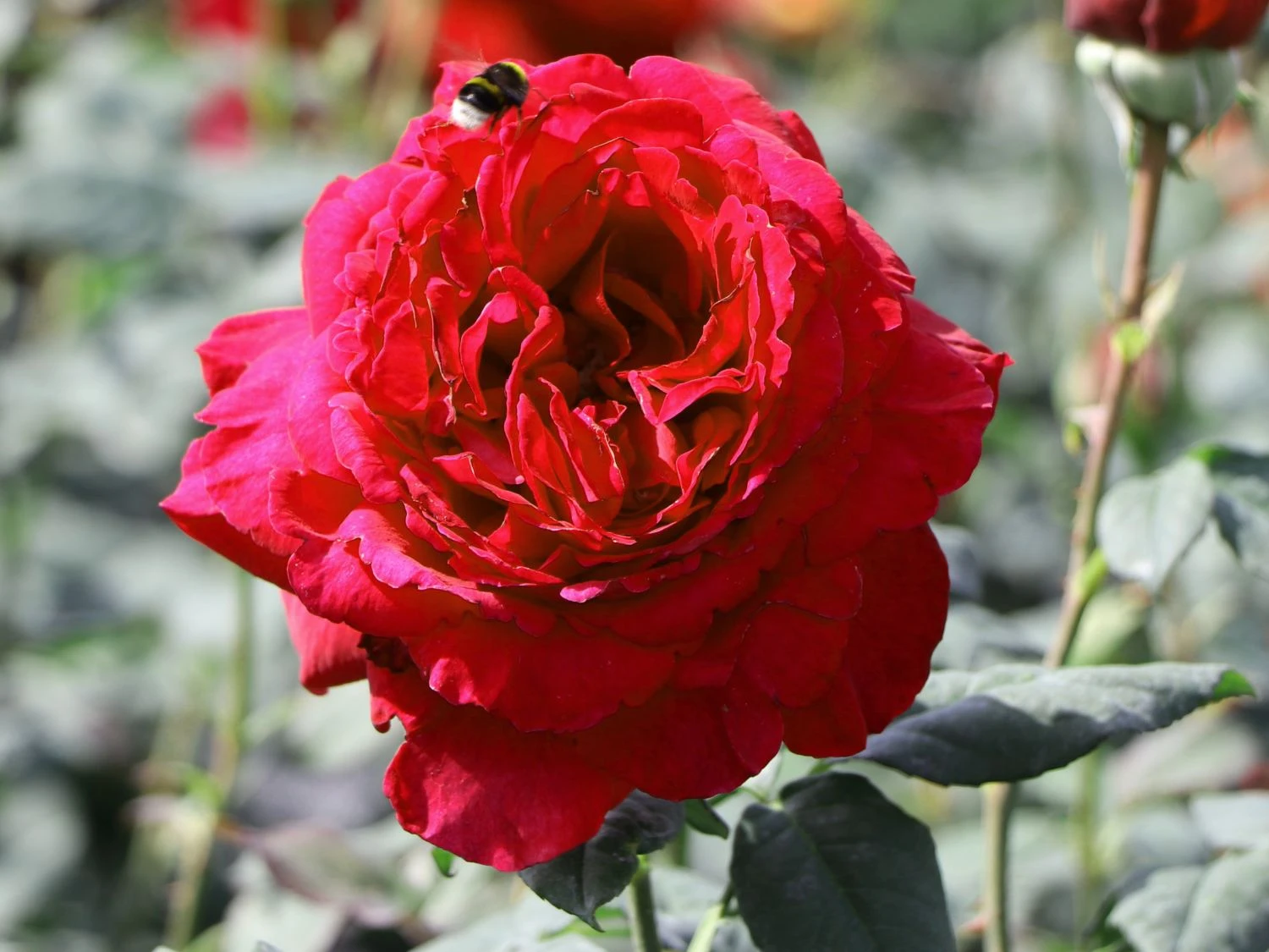 Nostalgie®-Edelrose 'Gospel' ® 3 Nostalgie®-Edelrose 'Gospel' ®