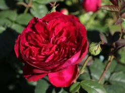 Nostalgie®-Edelrose 'Gospel' ® 21 Nostalgie®-Edelrose 'Gospel' ® -Angebote Blumen Takt Store nostalgie edelrose gospel m069642 w 0