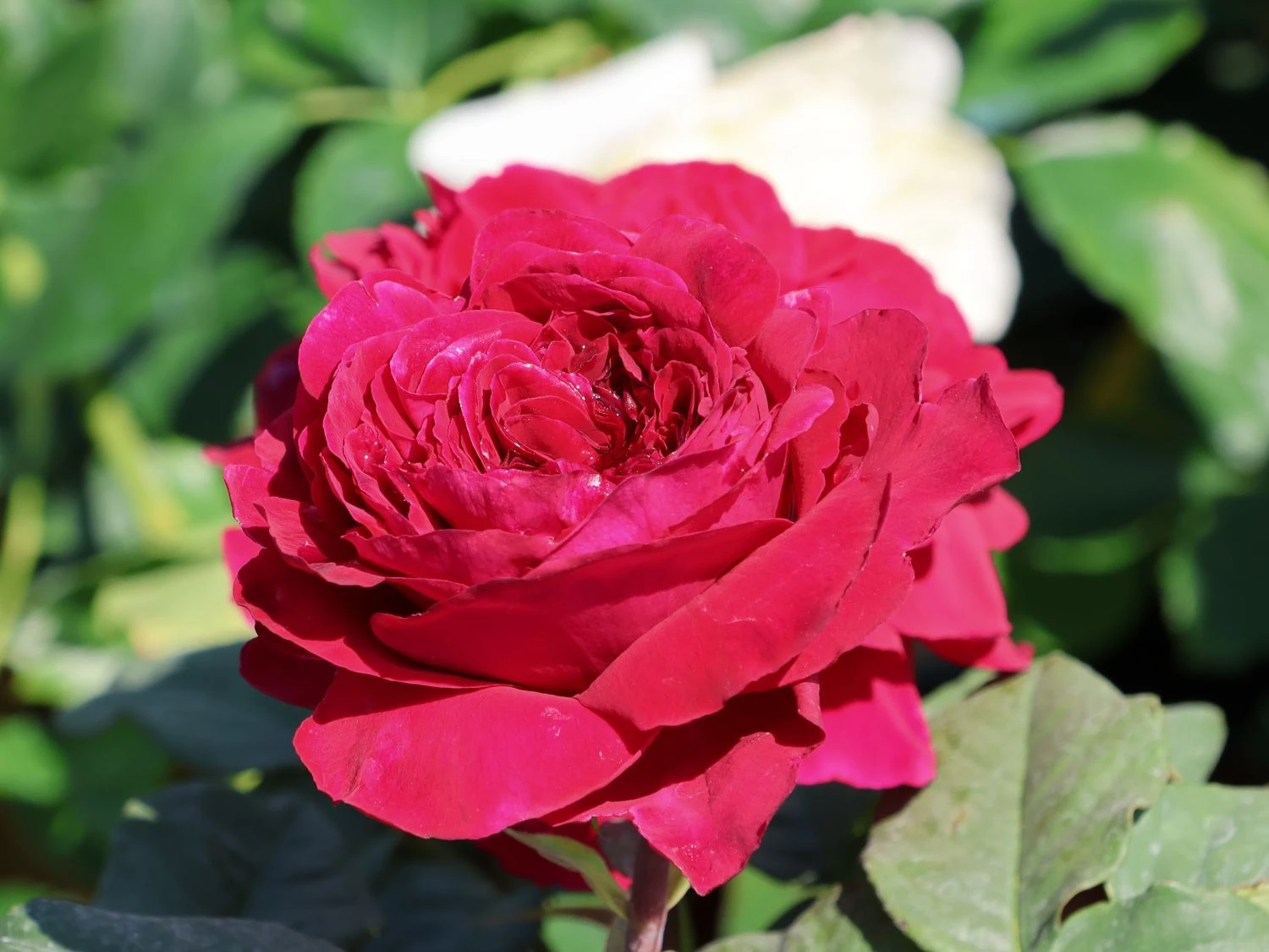 Nostalgie®-Edelrose 'Gospel' ® 8 Nostalgie®-Edelrose 'Gospel' ® – Bild 6