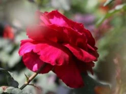 Nostalgie®-Edelrose 'Gospel' ® 20 Nostalgie®-Edelrose 'Gospel' ® -Angebote Blumen Takt Store nostalgie edelrose gospel m069642 w 2