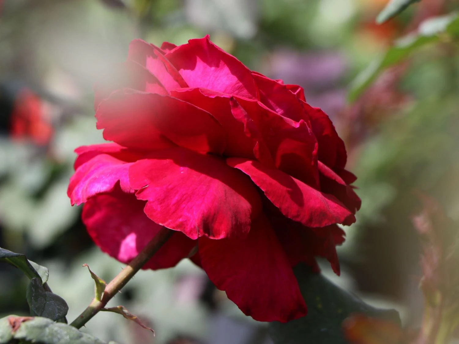 Nostalgie®-Edelrose 'Gospel' ® 10 Nostalgie®-Edelrose 'Gospel' ® – Bild 8