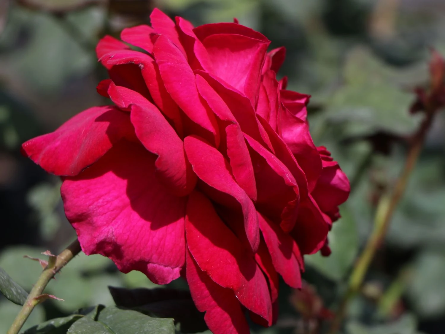 Nostalgie®-Edelrose 'Gospel' ® 4 Nostalgie®-Edelrose 'Gospel' ® – Bild 2