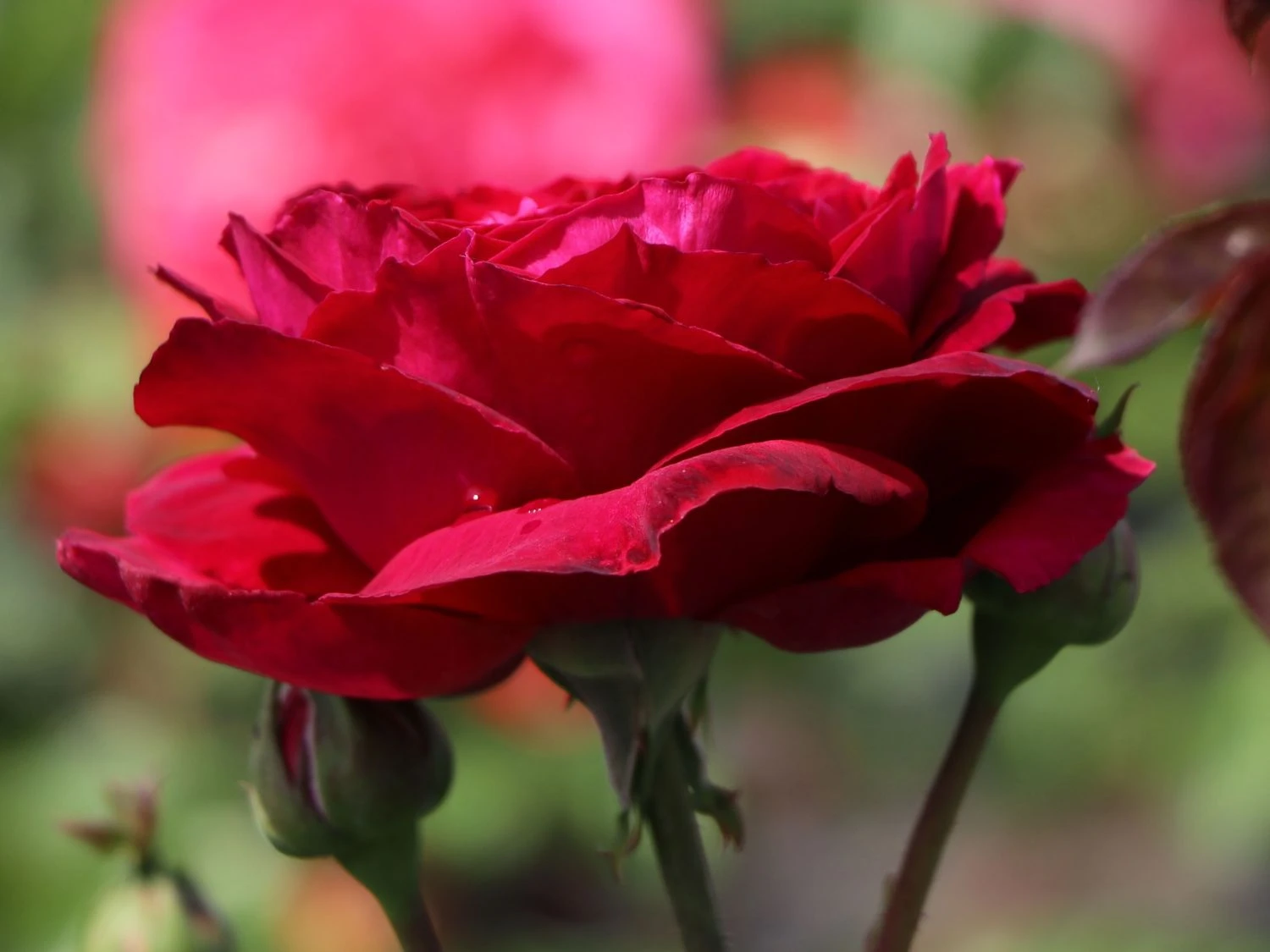 Nostalgie®-Edelrose 'Gospel' ® 7 Nostalgie®-Edelrose 'Gospel' ® – Bild 5