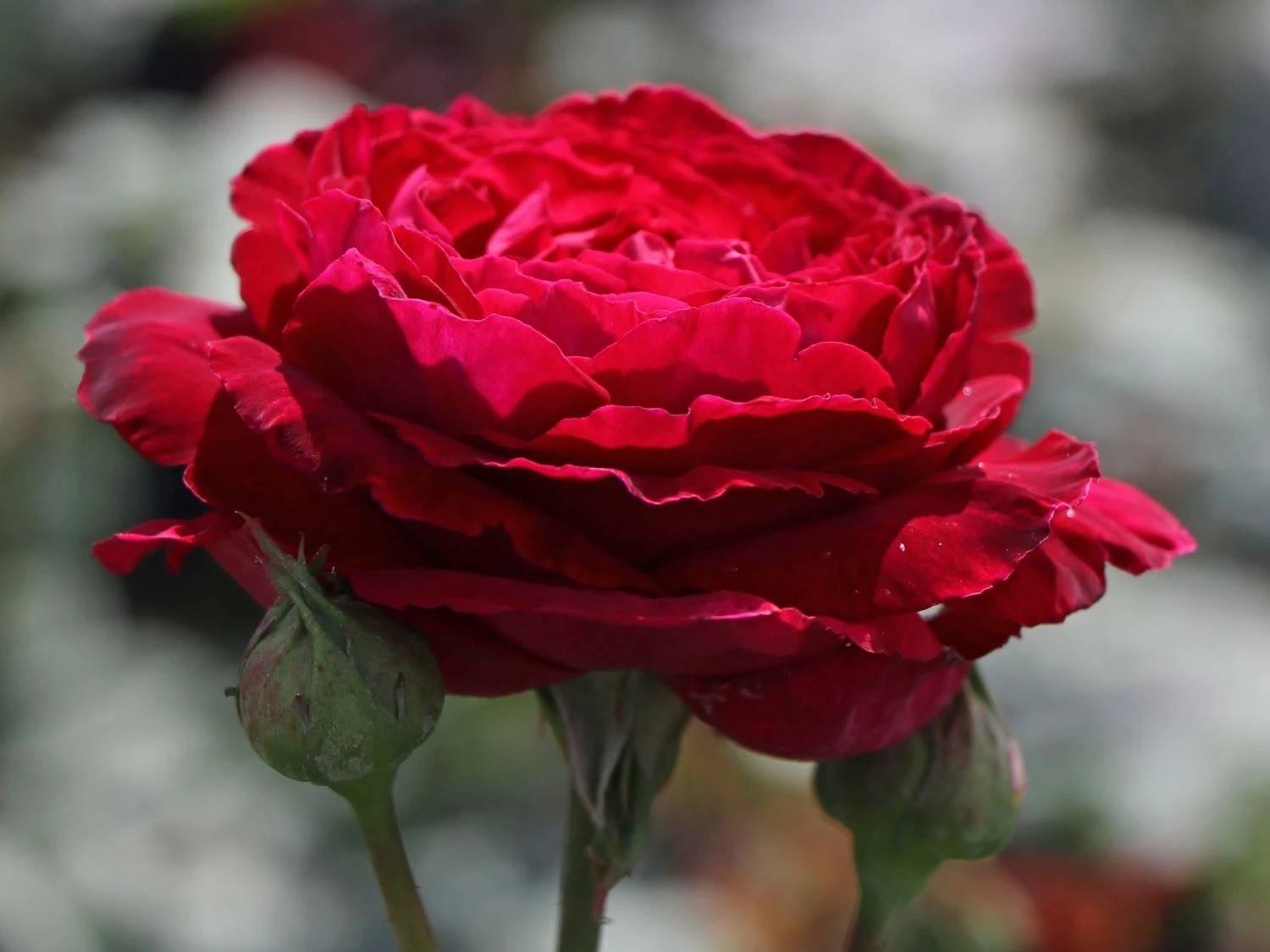 Nostalgie®-Edelrose 'Gospel' ® 9 Nostalgie®-Edelrose 'Gospel' ® – Bild 7