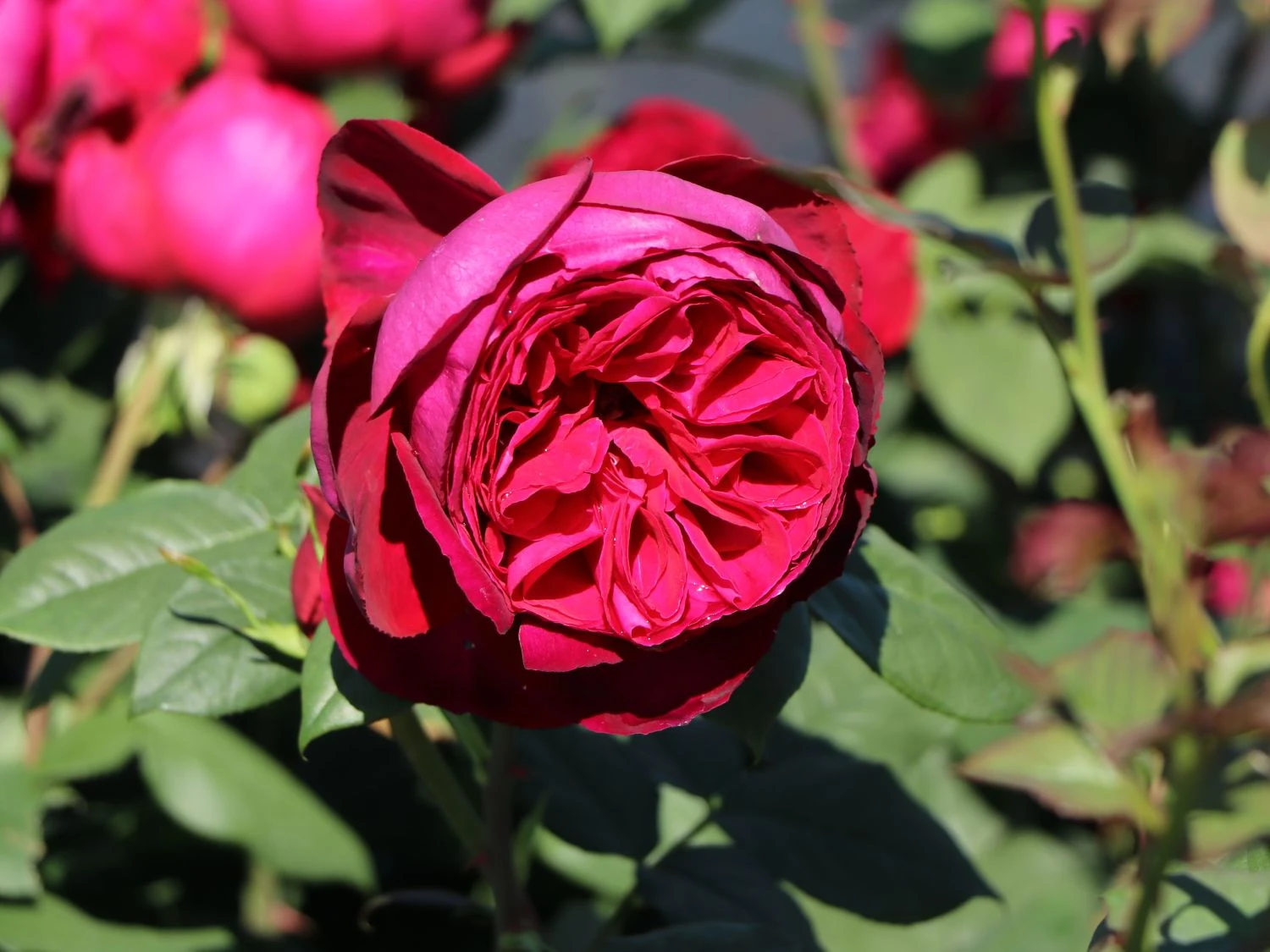 Nostalgie®-Edelrose 'Gospel' ® 5 Nostalgie®-Edelrose 'Gospel' ® – Bild 3