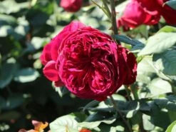 Nostalgie®-Edelrose 'Gospel' ® 23 Nostalgie®-Edelrose 'Gospel' ® -Angebote Blumen Takt Store nostalgie edelrose gospel m069642 w 7