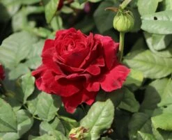 Nostalgie®-Edelrose 'Gospel' ® 16 Nostalgie®-Edelrose 'Gospel' ® -Angebote Blumen Takt Store nostalgie edelrose gospel m069642 w 8