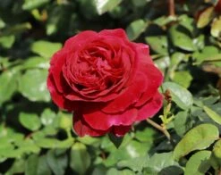 Nostalgie®-Edelrose 'Gospel' ® 22 Nostalgie®-Edelrose 'Gospel' ® -Angebote Blumen Takt Store nostalgie edelrose gospel m069642 w 9