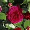 Nostalgie®-Edelrose 'Marietta' ®