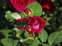 Nostalgie®-Edelrose 'Marietta' ® -Angebote Blumen Takt Store nostalgie edelrose marietta m111220 w 2