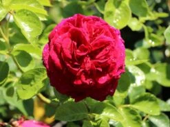 Nostalgie®-Edelrose 'Marietta' ® -Angebote Blumen Takt Store nostalgie edelrose marietta m111220 w 3