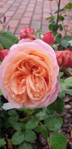 Nostalgie®-Edelrose 'Mary Ann' ® -Angebote Blumen Takt Store nostalgie edelrose mary ann m056107 401538 0