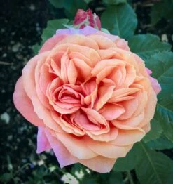 Nostalgie®-Edelrose 'Mary Ann' ® -Angebote Blumen Takt Store nostalgie edelrose mary ann m056107 631967 0