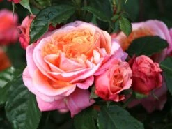 Nostalgie®-Edelrose 'Mary Ann' ® -Angebote Blumen Takt Store nostalgie edelrose mary ann m056107 w 0