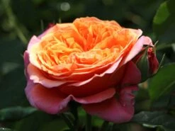 Nostalgie®-Edelrose 'Mary Ann' ® -Angebote Blumen Takt Store nostalgie edelrose mary ann m056107 w 1