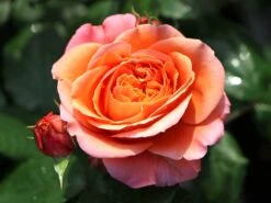 Nostalgie®-Edelrose 'Mary Ann' ® -Angebote Blumen Takt Store nostalgie edelrose mary ann m056107 w 2