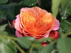 Nostalgie®-Edelrose 'Mary Ann' ® -Angebote Blumen Takt Store nostalgie edelrose mary ann m056107 w 3