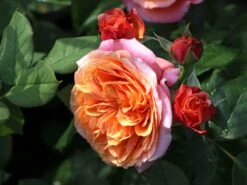 Nostalgie®-Edelrose 'Mary Ann' ® -Angebote Blumen Takt Store nostalgie edelrose mary ann m056107 w 4