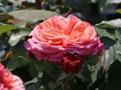 Nostalgie®-Edelrose 'Mary Ann' ® -Angebote Blumen Takt Store nostalgie edelrose mary ann m056107 w 6