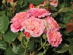 Nostalgie®-Edelrose 'Mary Ann' ® -Angebote Blumen Takt Store nostalgie edelrose mary ann m056107 w 7