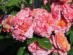 Nostalgie®-Edelrose 'Mary Ann' ® -Angebote Blumen Takt Store nostalgie edelrose mary ann m056107 w 9