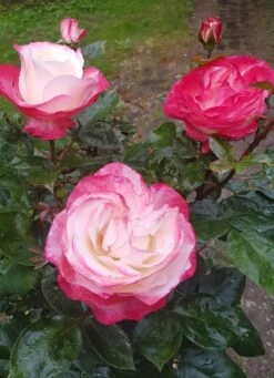 Nostalgie®-Edelrose 'Maxim' ® -Angebote Blumen Takt Store nostalgie edelrose maxim m005928 193676 0