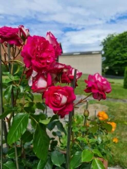 Nostalgie®-Edelrose 'Maxim' ® -Angebote Blumen Takt Store nostalgie edelrose maxim m005928 193676 1