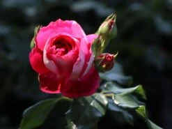 Nostalgie®-Edelrose 'Maxim' ® -Angebote Blumen Takt Store nostalgie edelrose maxim m005928 w 1