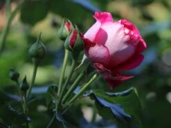 Nostalgie®-Edelrose 'Maxim' ® -Angebote Blumen Takt Store nostalgie edelrose maxim m005928 w 2