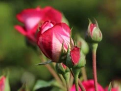 Nostalgie®-Edelrose 'Maxim' ® -Angebote Blumen Takt Store nostalgie edelrose maxim m005928 w 3