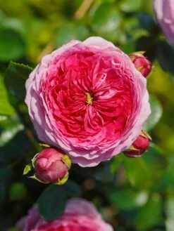 Nostalgie®-Edelrose 'Modern Art' ® -Angebote Blumen Takt Store nostalgie edelrose modern art m113610 w 0