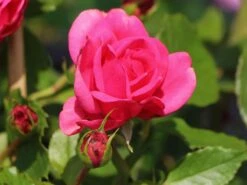 Nostalgie®-Edelrose 'Pink Piano' ® -Angebote Blumen Takt Store nostalgie edelrose pink piano m056103 w 0