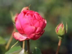 Nostalgie®-Edelrose 'Pink Piano' ® -Angebote Blumen Takt Store nostalgie edelrose pink piano m056103 w 1