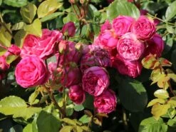 Nostalgie®-Edelrose 'Pink Piano' ® -Angebote Blumen Takt Store nostalgie edelrose pink piano m056103 w 2