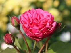 Nostalgie®-Edelrose 'Pink Piano' ® -Angebote Blumen Takt Store nostalgie edelrose pink piano m056103 w 4