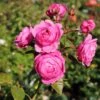 Nostalgie®-Edelrose 'Romina' ®