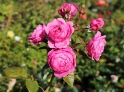 Nostalgie®-Edelrose 'Romina' ®