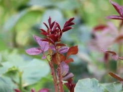 Nostalgie®-Edelrose 'Romina' ® -Angebote Blumen Takt Store nostalgie edelrose romina m094383 w 1