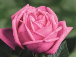 Nostalgie®-Edelrose 'Romina' ® -Angebote Blumen Takt Store nostalgie edelrose romina m094383 w 3